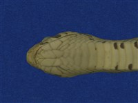 Taiwan Leopard Snake Collection Image, Figure 9, Total 10 Figures